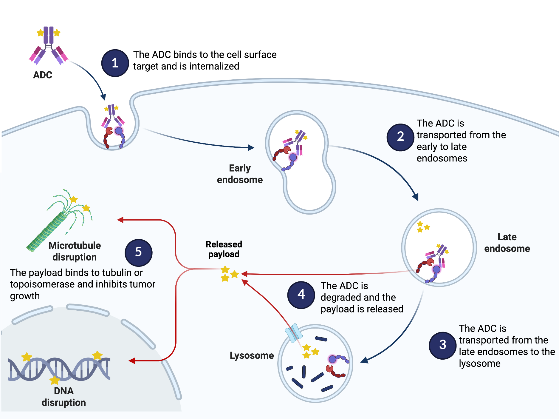 Steps one through five of the ADC mechanism